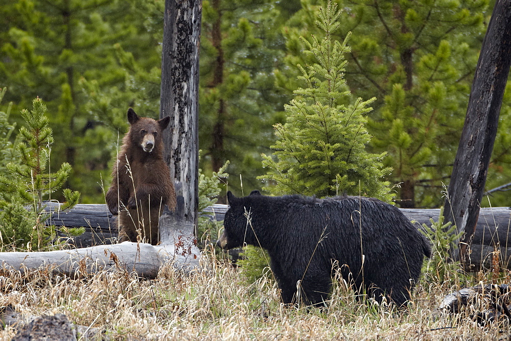 Black Bear (Ursus americanus) sow and cub, Yellowstone National Park, Wyoming, United States of America, North America 