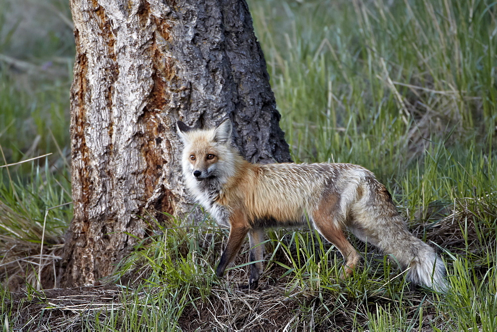 Red Fox (Vulpes vulpes) (Vulpes fulva), Yellowstone National Park, Wyoming, United States of America, North America 