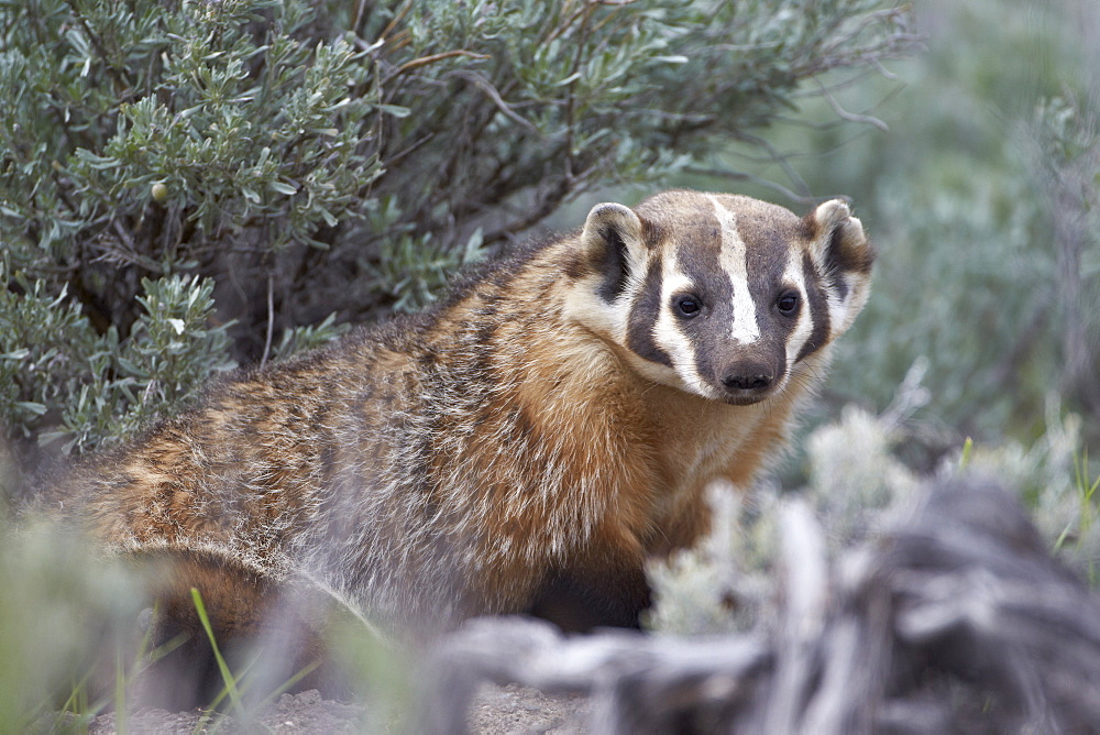 Badger (Taxidea taxus), Yellowstone National Park, Wyoming, United States of America, North America 