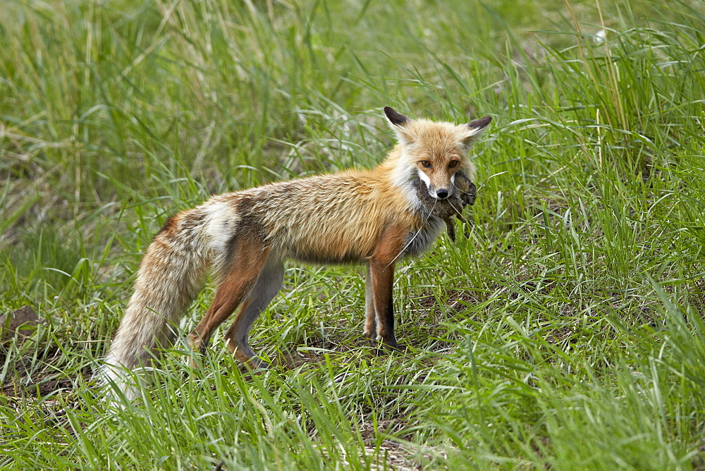 Red Fox (Vulpes vulpes) (Vulpes fulva) with prey, Yellowstone National Park, Wyoming, United States of America, North America 