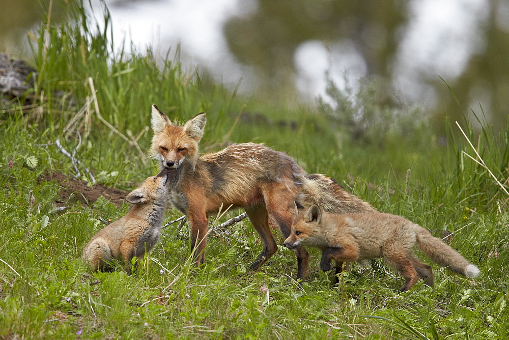 Red Fox (Vulpes vulpes) (Vulpes fulva) vixen and two kits, Yellowstone National Park, Wyoming, United States of America, North America 