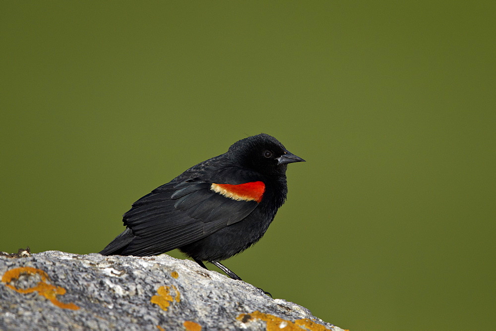 Male Red-Winged Blackbird (Agelaius phoeniceus), Yellowstone National Park, Wyoming, United States of America, North America 