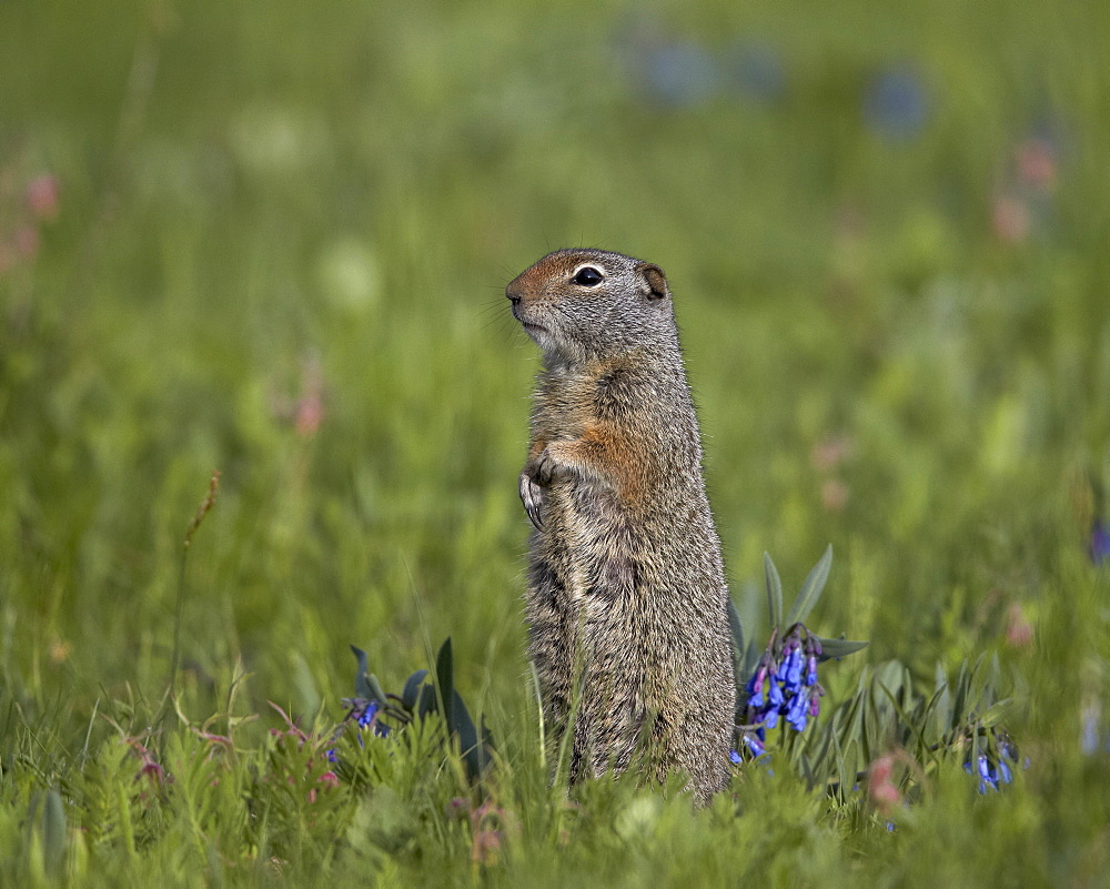 Uinta Ground Squirrel (Urocitellus armatus) among Mountain Bluebell (Mertensia ciliata), Yellowstone National Park, Wyoming, United States of America, North America 