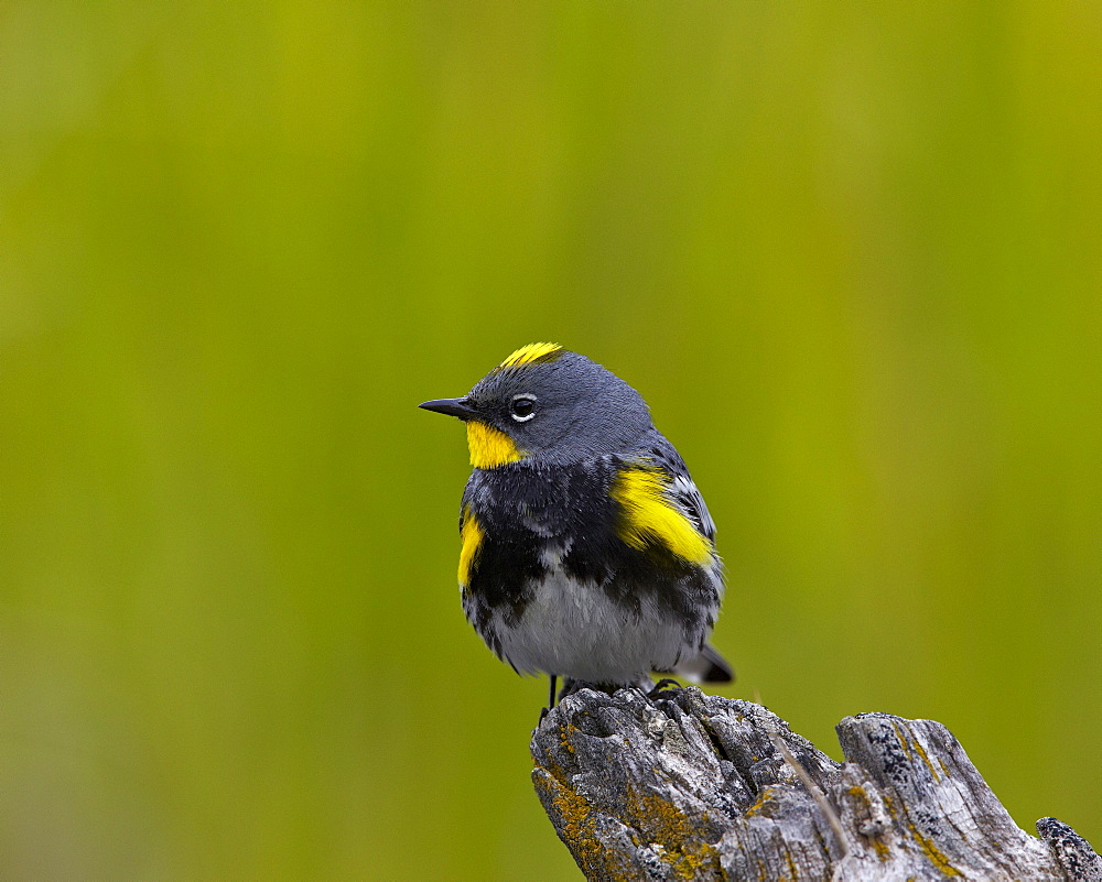 Male Audubon's Yellow-Rumped Warbler (Dendroica coronata auduboni), Yellowstone National Park, Wyoming, United States of America, North America 