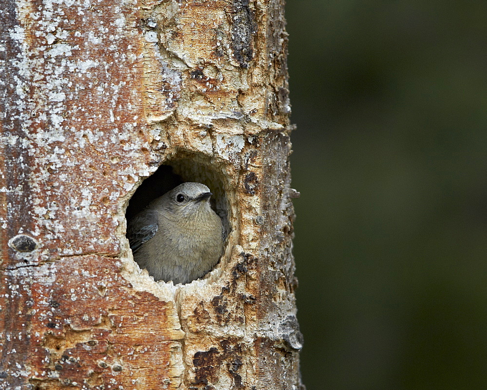 Female Mountain Bluebird (Sialia currucoides) at the nest, Yellowstone National Park, Wyoming, United States of America, North America 