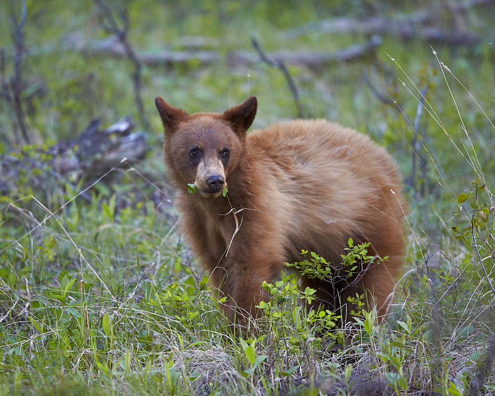 Cinnamon Black Bear (Ursus americanus) yearling cub, Yellowstone National Park, Wyoming, United States of America, North America 