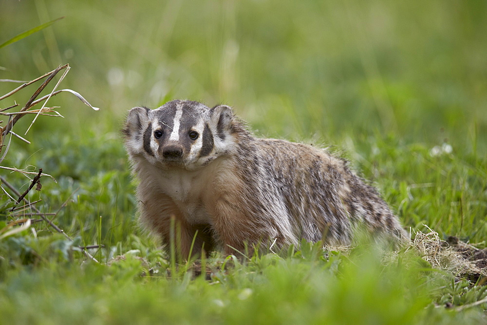 Badger (Taxidea taxus), Yellowstone National Park, Wyoming, United States of America, North America 