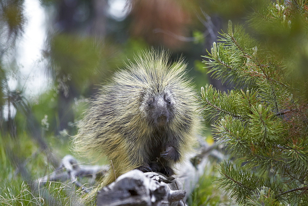 Porcupine (Erethizon dorsatum), Medicine Bow National Forest, Wyoming, United States of America, North America 