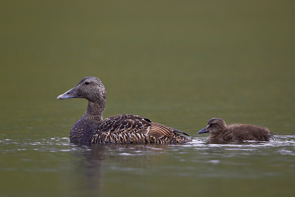 Common Eider (Somateria mollissima) female and chick, Iceland, Polar Regions 