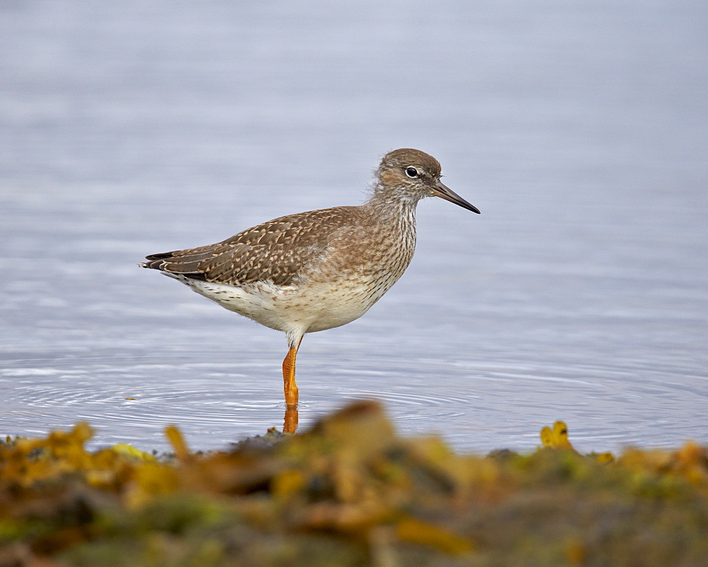 Common Redshank (Redshank) (Tringa totanus), Iceland, Polar Regions 