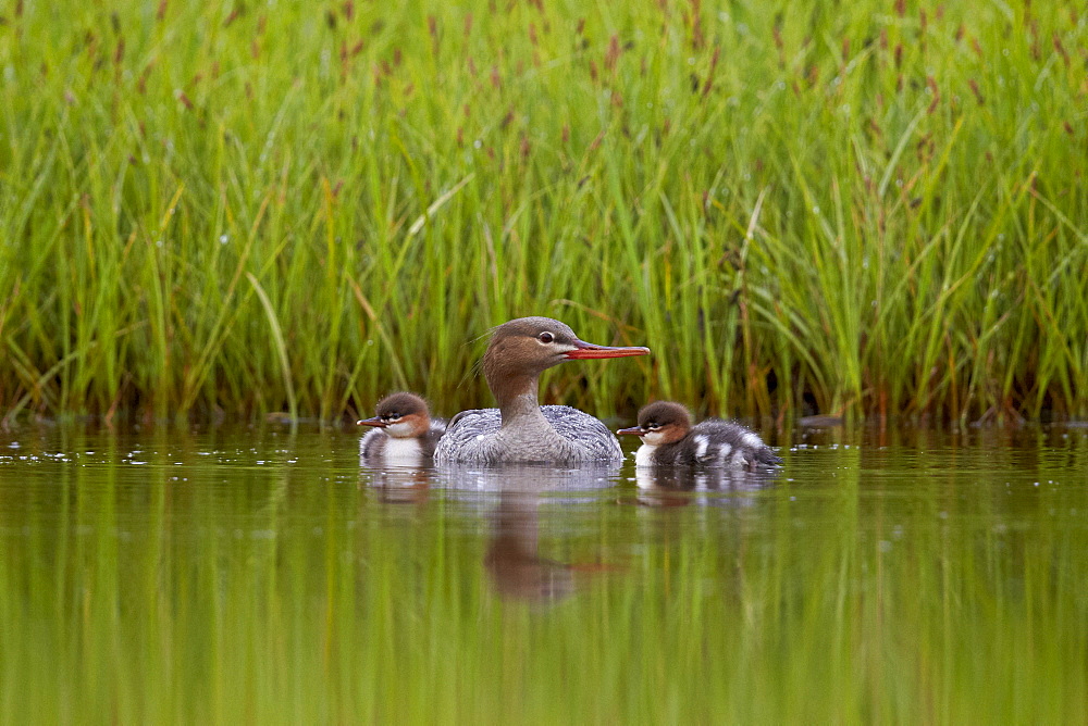 Red-Breasted Merganser (Mergus serrator) with two chicks, Iceland, Polar Regions   