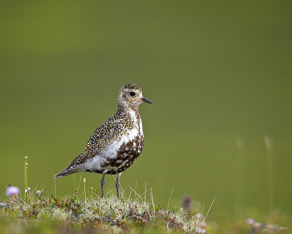 European Golden Plover (Pluvialis apricaria), Lake Myvatn, Iceland, Polar Regions 