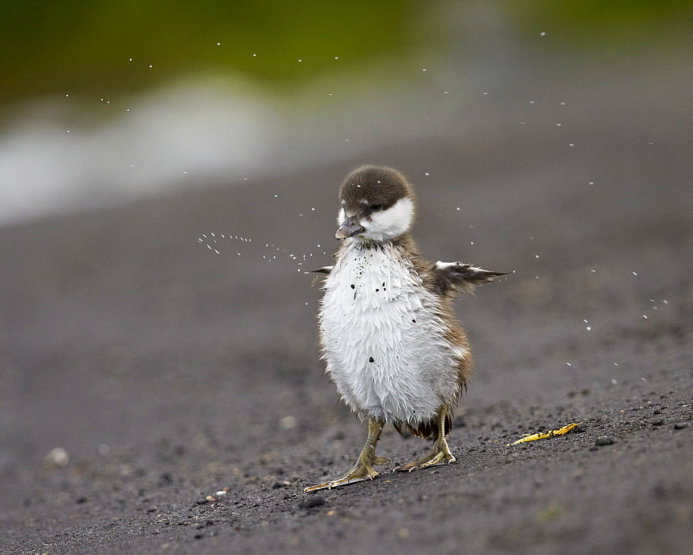 Harlequin duck (Histrionicus histrionicus) duckling drying off, Lake Myvatn, Iceland, Polar Regions 