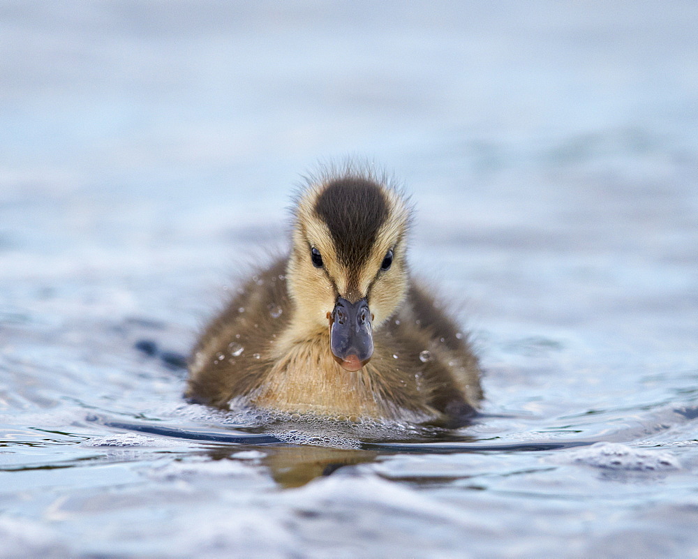 Gadwall (Anas strepera) duckling swimming, Lake Myvatn, Iceland