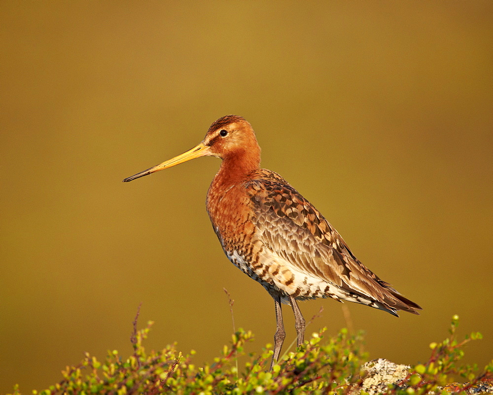 Black-Tailed Godwit (Limosa limosa), Lake Myvatn, Iceland, Polar Regions 