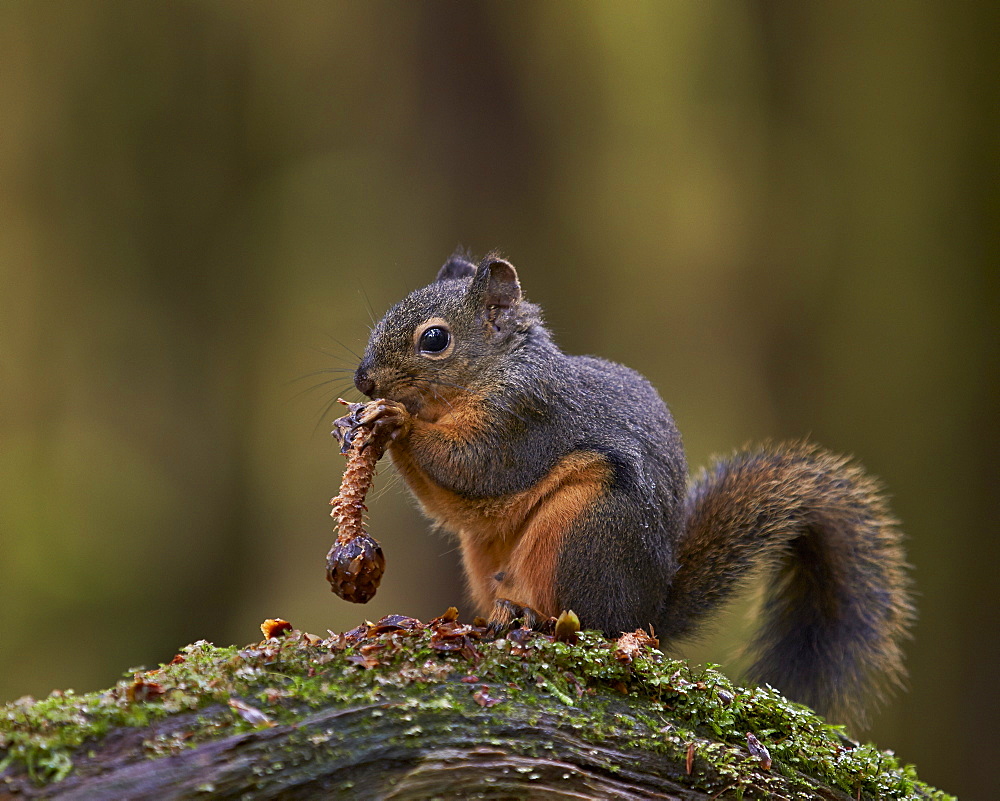 Douglas's Squirrel (Tamiasciurus hudsonicus) eating a pine cone, Olympic National Park, Washington State, United States of America, North America