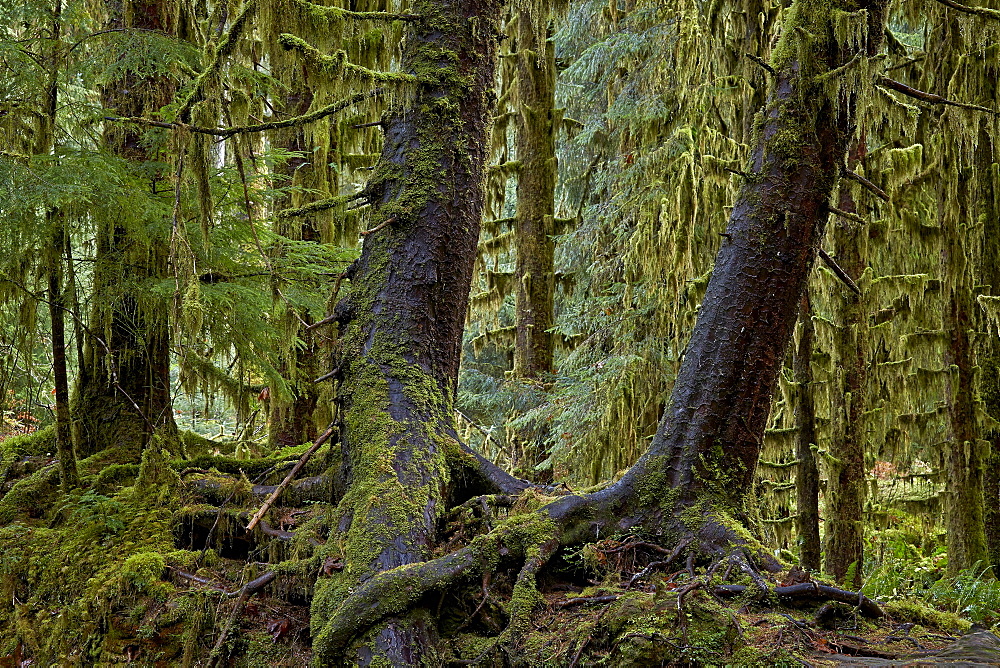 Moss-covered tree trunks in the rainforest, Olympic National Park, UNESCO World Heritage Site, Washington State, United States of America, North America