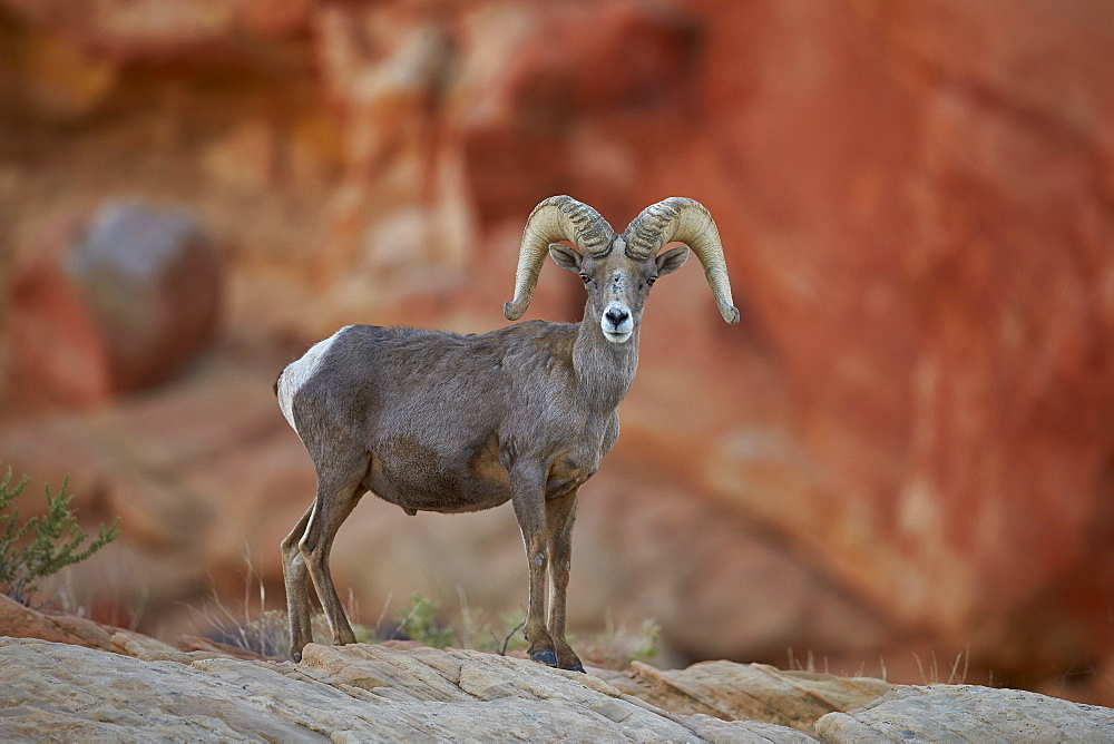 Desert Bighorn Sheep (Ovis canadensis nelsoni) ram, Valley of Fire State Park, Nevada, United States of America, North America