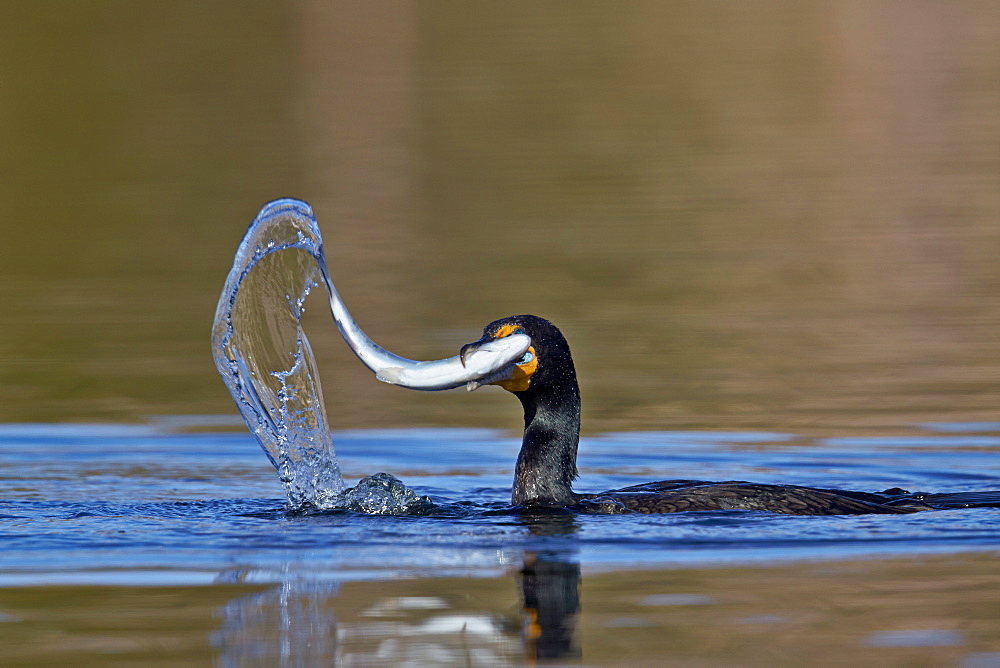 Double-crested Cormorant (Phalacrocorax auritus) with a fish, Clark County, Nevada, United States of America, North America