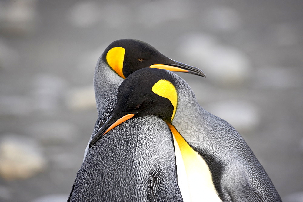 King penguin (Aptenodytes patagonica) pair pre-mating behaviour, Salisbury Plain, South Georgia, Polar Regions