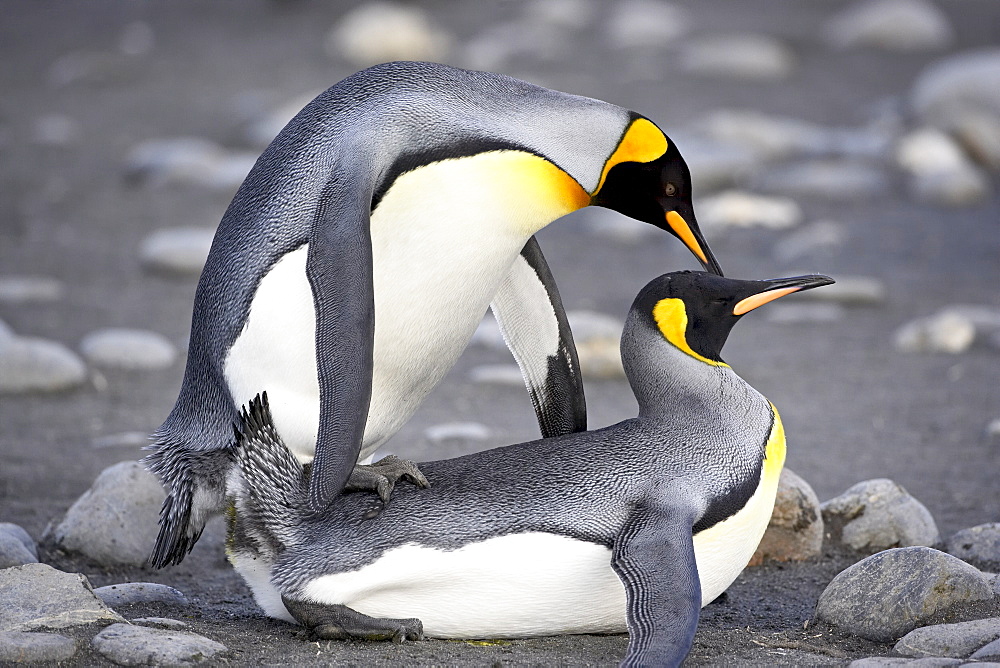 King penguin (Aptenodytes patagonica) pair mating, Salisbury Plain, South Georgia, Polar Regions