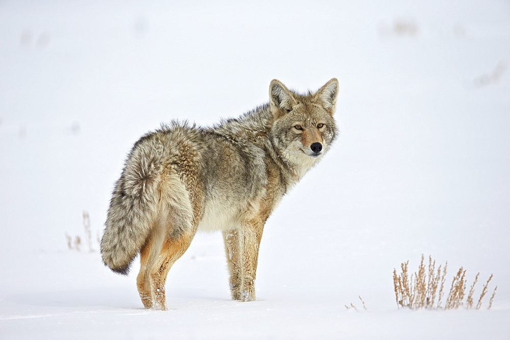 Coyote (Canis latrans) in the snow, Yellowstone National Park, Wyoming, United States of America, North America