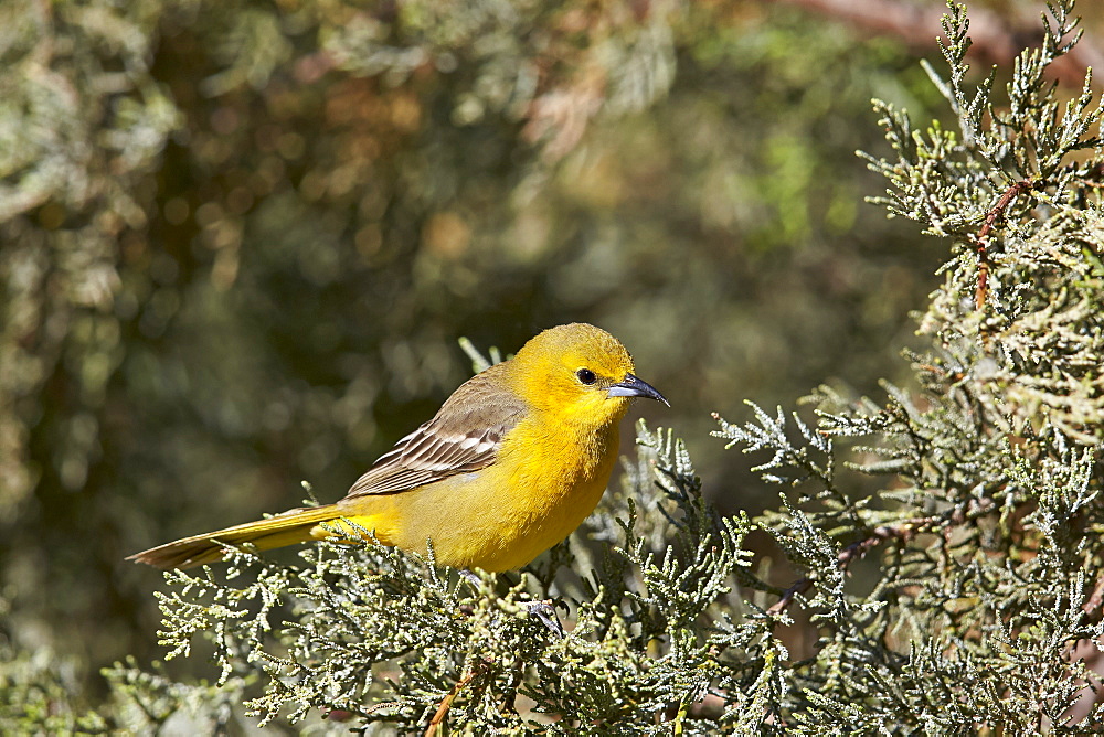 Yellow warbler (Dendroica petechia), female, Chiricahuas, Coronado National Forest, Arizona, United States of America, North America