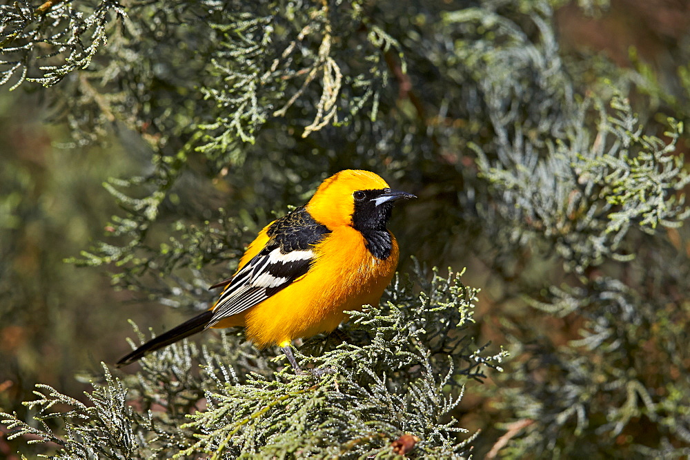 Hooded Oriole (Icterus cucullatus), Chiricahuas, Coronado National Forest, Arizona, United States of America, North America