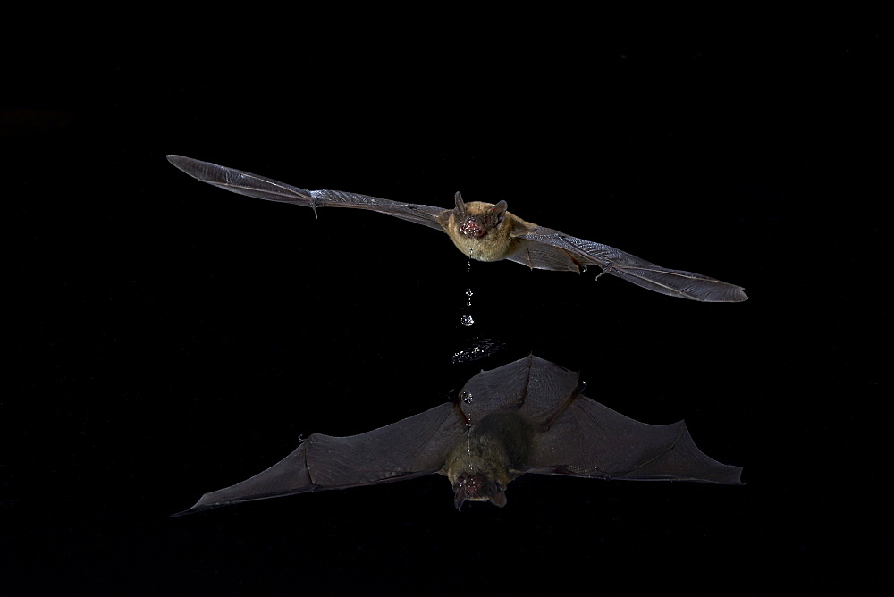 Southwestern Myotis (Myotis auriculus) in flight after taking a drink, Chiricahuas, Coronado National Forest, Arizona, United States of America, North America