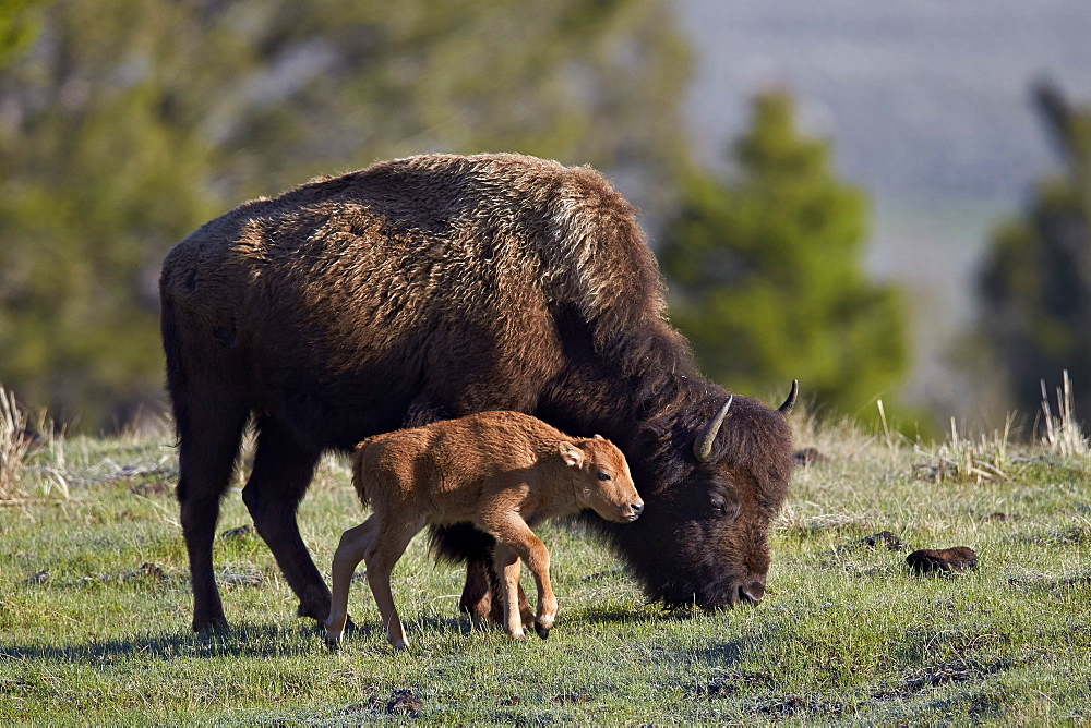 Bison (Bison bison) cow and calf, Yellowstone National Park, UNESCO World Heritage Site, Wyoming, United States of America, North America