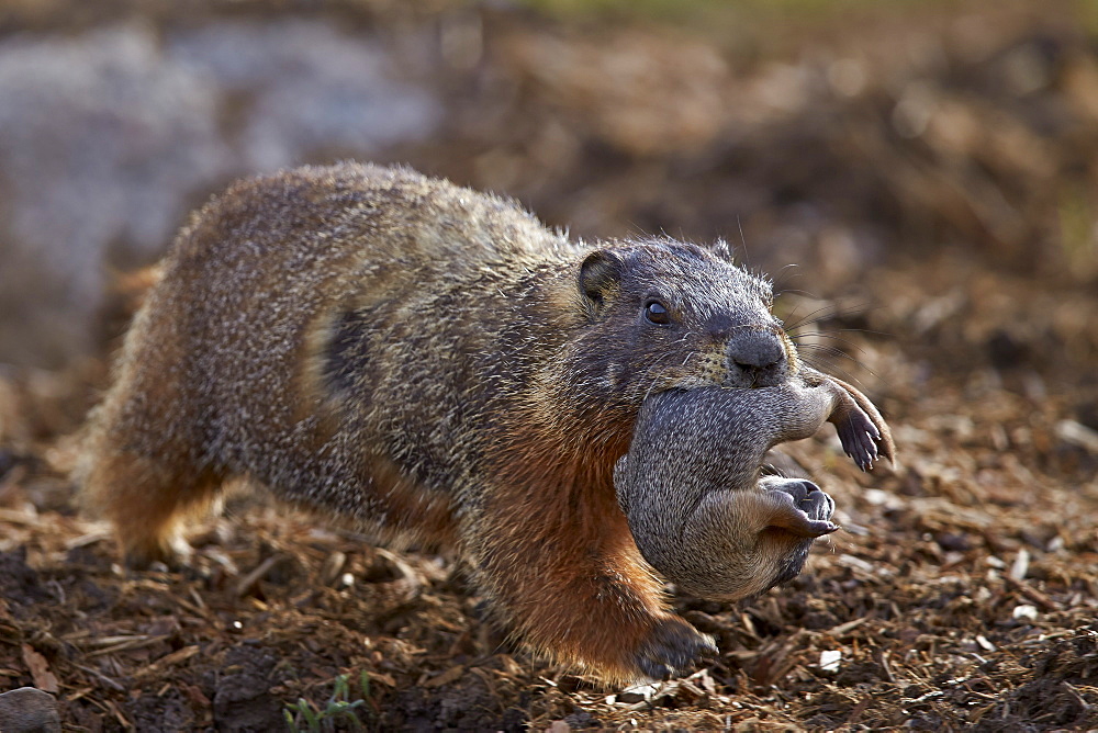 Yellow-bellied marmot (yellowbelly marmot) (Marmota flaviventris) carrying a pup, Yellowstone National Park, Wyoming, United States of America, North America