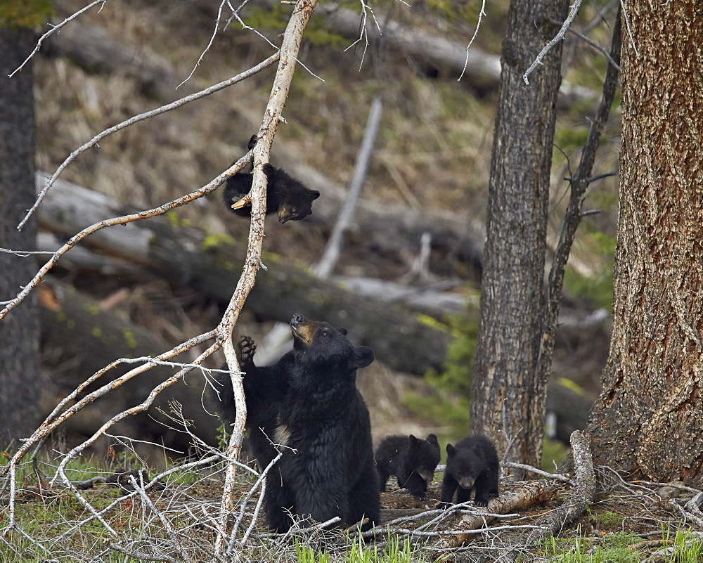 Black bear (Ursus americanus) sow and three cubs of the year, Yellowstone National Park, Wyoming, United States of America, North America