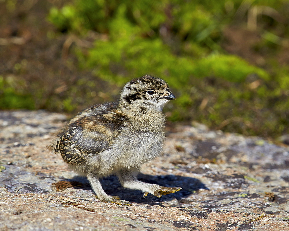 White-tailed ptarmigan (Lagopus leucurus) chick, San Juan National Forest, Colorado, United States of America, North America