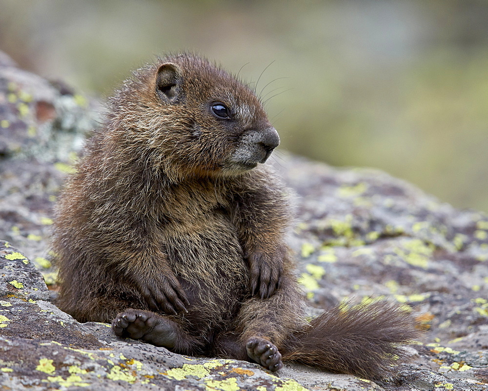 Young yellow-bellied marmot) (yellowbelly marmot) (Marmota flaviventris) sitting up, San Juan National Forest, Colorado, United States of America, North America