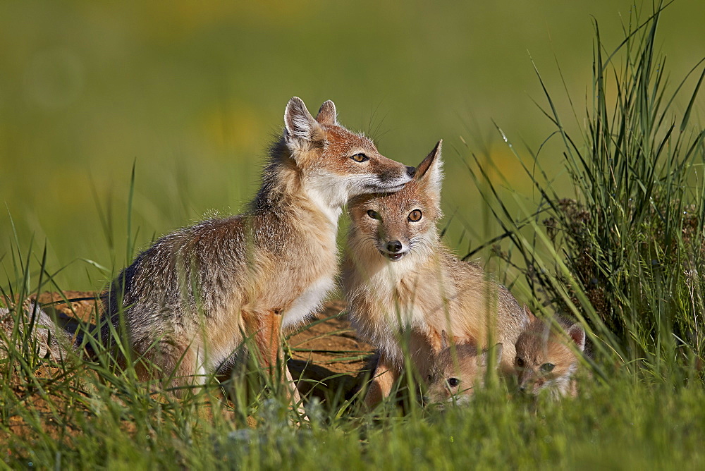 Swift fox (Vulpes velox) adults and two kits, Pawnee National Grassland, Colorado, United States of America, North America