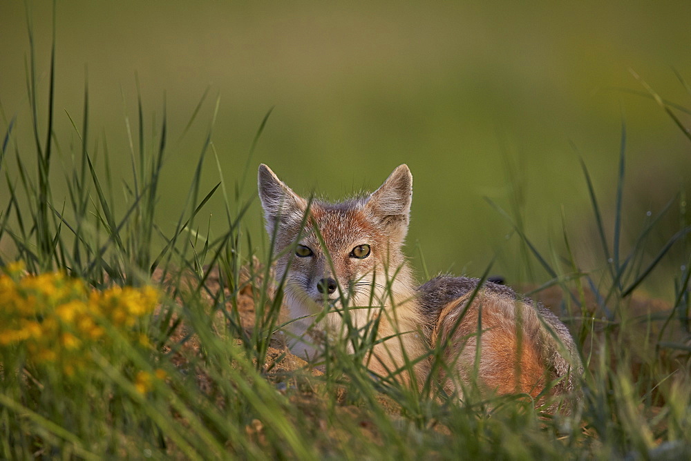 Swift fox (Vulpes velox), Pawnee National Grassland, Colorado, United States of America, North America