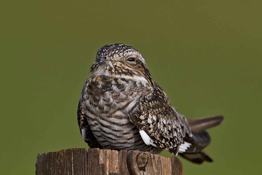 Common nighthawk (Chordeiles minor), Pawnee National Grassland, Colorado, United States of America, North America