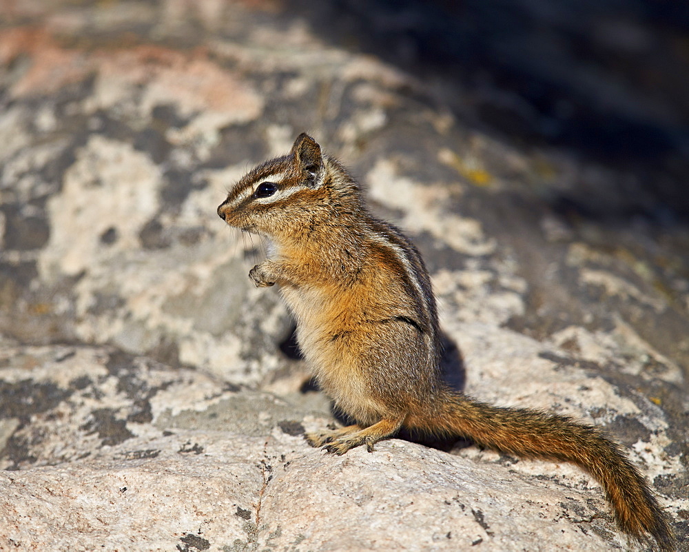 Uinta chipmunk (Tamias umbrinus), Yellowstone National Park, Wyoming, United States of America, North America