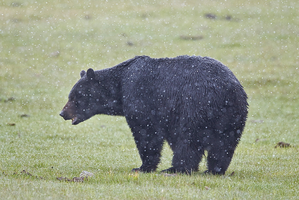 Black bear (Ursus americanus) in a spring snow storm, Yellowstone National Park, Wyoming, United States of America, North America