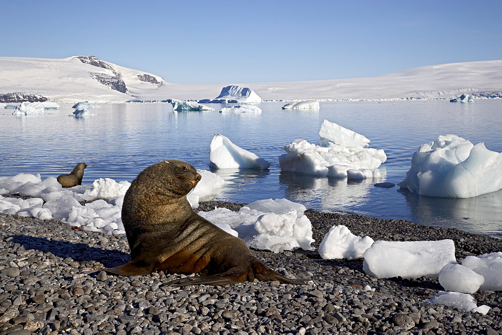 Antarctic fur seal (Arctocephalus gazella) on the beach, with icebergs, Paulete Island, Antarctic Peninsula, Antarctica, Polar Regions