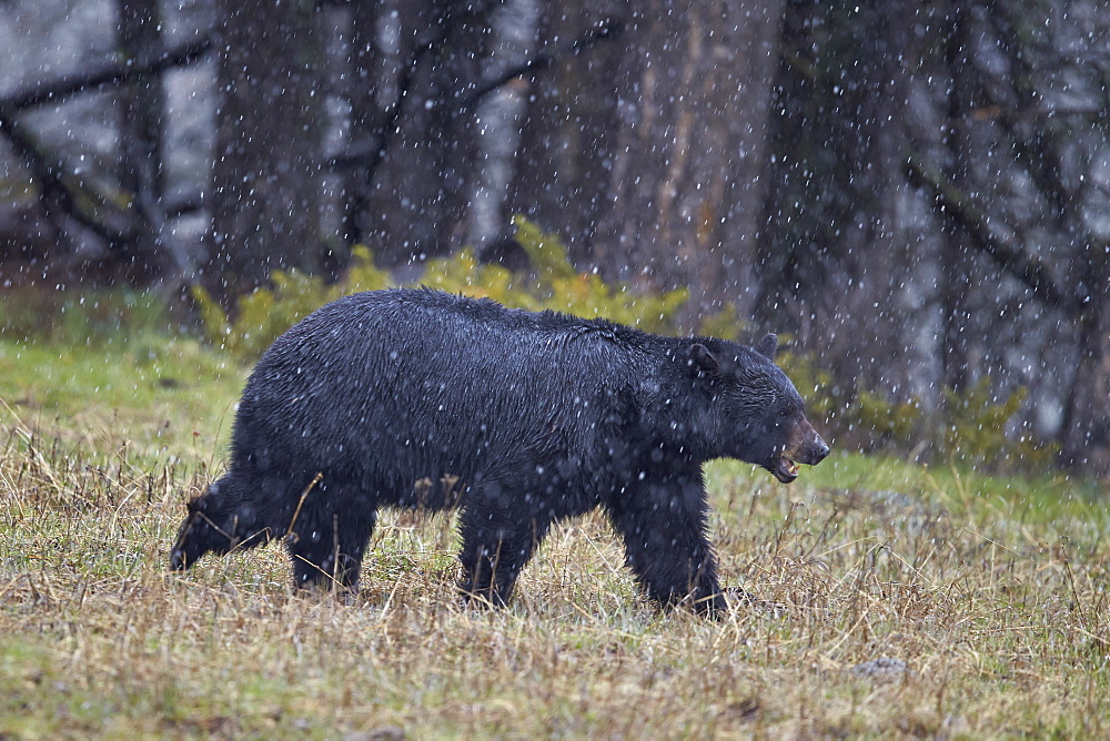 Black bear (Ursus americanus) in the snow, Yellowstone National Park, UNESCO World Heritage Site, Wyoming, United States of America, North America