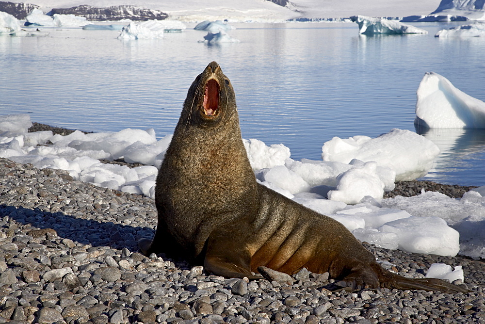 Antarctic fur seal (Arctocephalus gazella) yawning on the beach, Paulete Island, Antarctic Peninsula, Antarctica, Polar Regions