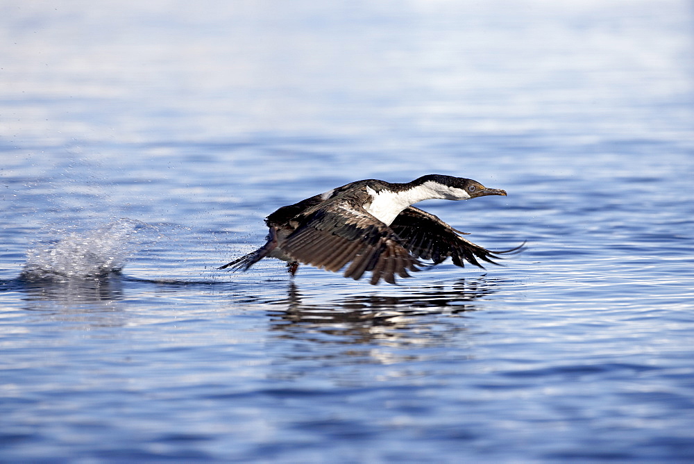 Blue-eyed shag or blue-eyed cormorant or Antarctic cormorant (Phalacrocorax atriceps) taking off from the water, Paulete Island, Antarctic Peninsula, Antarctica, Polar Regions