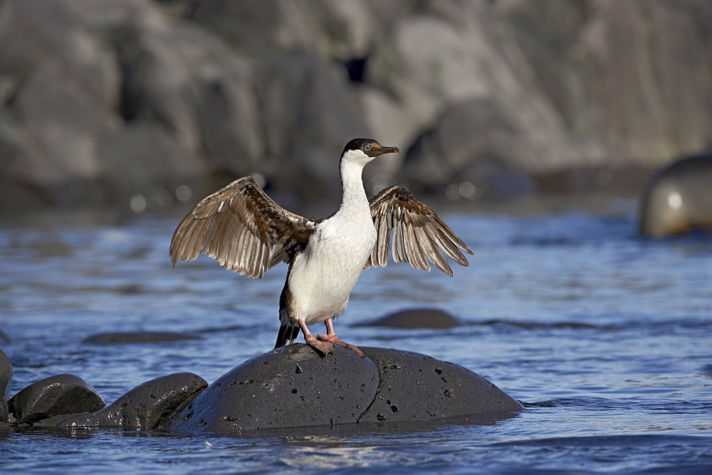 Blue-eyed shag or blue-eyed cormorant or Antarctic cormorant (Phalacrocorax atriceps) drying its wings, Paulete Island, Antarctic Peninsula, Antarctica, Polar Regions