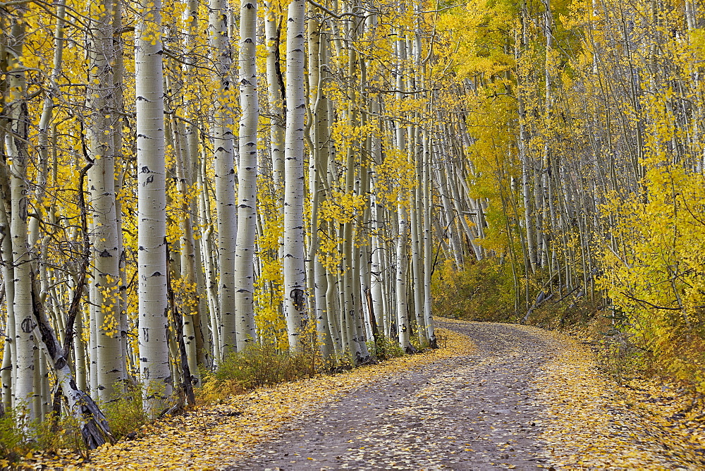 Dirt road through yellow aspen in the fall, Uncompahgre National Forest, Colorado, United States of America, North America