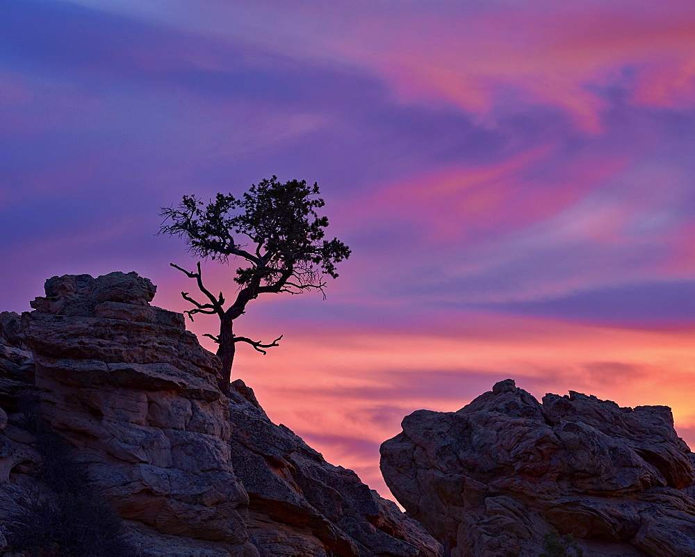 Tree on sandstone silhouetted at sunset with purple clouds, Coyote Buttes Wilderness, Vermilion Cliffs National Monument, Arizona, United States of America, North America