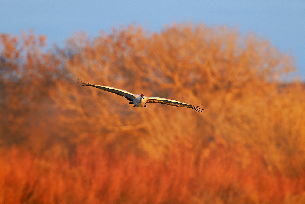 Two sandhill crane (Grus canadensis) in flight, Bosque del Apache National Wildlife Refuge, New Mexico, United States of America, North America