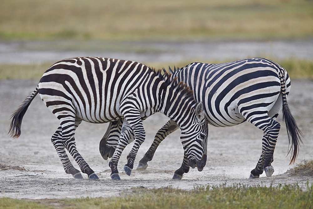 Two common zebra (Plains zebra) (Burchell's zebra) (Equus burchelli) sparring, Ngorongoro Crater, Tanzania, East Africa, Africa