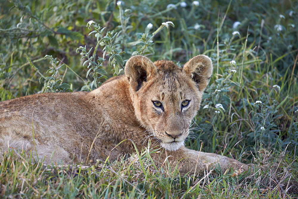 Lion (Panthera leo) cub, Ngorongoro Crater, Tanzania, East Africa, Africa