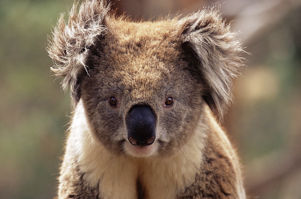 Koala bear (Phascolarctos cinereus), Phillip Island, Victoria, Australia, Pacific